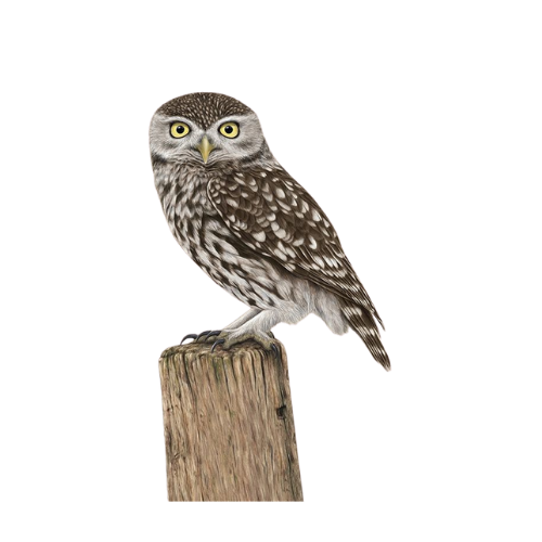 Chevêche, alliée de votre verger Chevêche d'Athéna